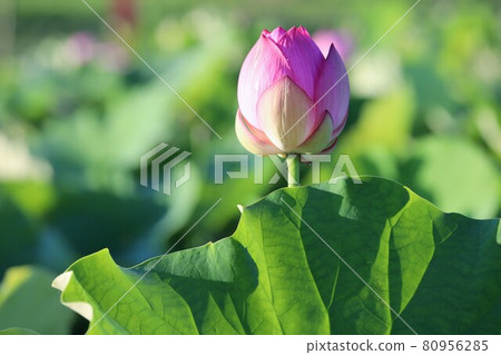 Lotus of Fujiwara Kyo 80956285