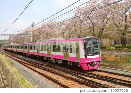 Shin-Keisei Line 80000 type passing near Kunugiyama, Kamagaya City, Chiba Prefecture, new model vehicle and Sakura in full bloom Shin-Keisei Line 80000 type passing near Kunugiyama, Kamagaya City, Chiba Prefecture, new model vehicle and Sakura in full bloom 80957028