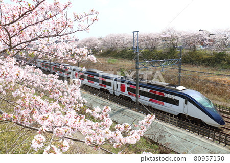 Keisei Electric Railway Narita Sky Access and Sakura in full bloom passing through the Hokuso Line near Shiroi City, Chiba Prefecture Keisei Electric Railway Narita Sky Access and Sakura in full bloom passing through the Hokuso Line near Shiroi City, Chiba Prefecture 80957150