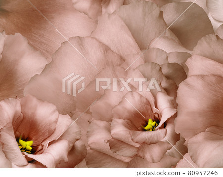 Floral red background. Flowers and petals of a red roses.  Close-up. Nature. 80957246