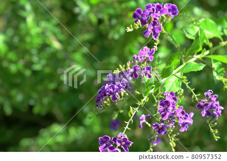 夏天的濱名湖花園公園 80957352
