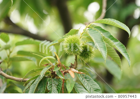 藍色Iegaguri 80957443