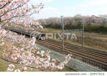 京成電鐵3700系列和盛開的櫻花穿過千葉縣白井市附近的北總線 京成電鐵3700系列和盛開的櫻花穿過千葉縣白井市附近的北總線 80957658