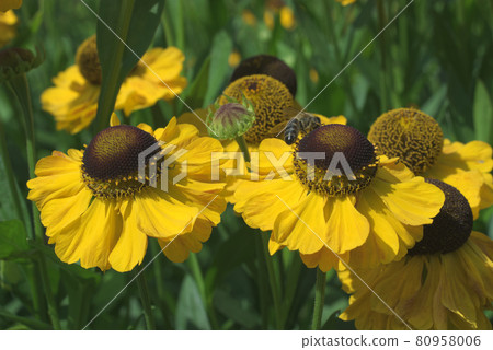 Blooming plants of Helenium autumnale, also known as common sneezeweed and large-flowered sneezeweed in the natural habitat. 80958006
