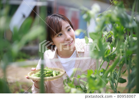 Woman harvesting snap peas 80958007