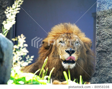 Lion of King of Beasts Lion of King of Beasts 80958108