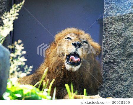 Lion of King of Beasts Lion of King of Beasts 80958109