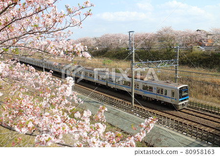 Near Shirai City, Chiba Prefecture Hokuso Railway 7500 series passing through the Hokuso Line and Sakura in full bloom Near Shirai City, Chiba Prefecture Hokuso Railway 7500 series passing through the Hokuso Line and Sakura in full bloom 80958163