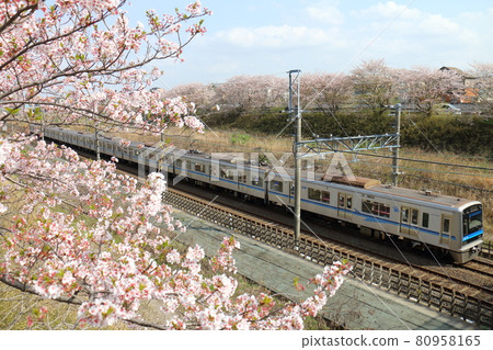 Near Shirai City, Chiba Prefecture Hokuso Railway 7500 series passing through the Hokuso Line and Sakura in full bloom Near Shirai City, Chiba Prefecture Hokuso Railway 7500 series passing through the Hokuso Line and Sakura in full bloom 80958165
