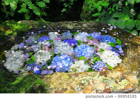 Hydrangea of Chozuya that feels summer 80958185