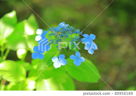 Mountain hydrangea in the precincts of Sankoji Temple 80958189