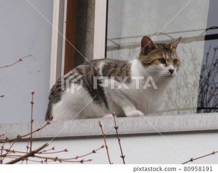 A cat standing by the window 80958191