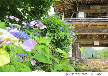 Japanese hydrangea and the gate of the mountain temple 80958232