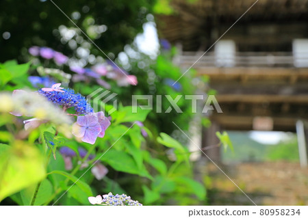 山繡球和山門 80958234