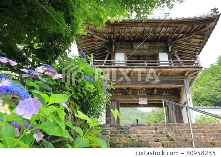 Mountain gate and mountain hydrangea 80958235