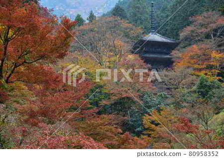 Autumn leaves of Takasenji Autumn leaves of Takasenji 80958352