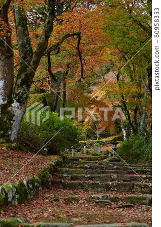 Autumn leaves of Takasenji Autumn leaves of Takasenji 80958353