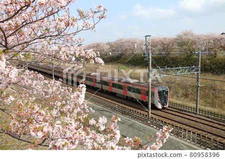 Near Shiroi City, Chiba Prefecture New model 5500 series train of Toei Asakusa Line passing through Hokuso Line and Sakura in full bloom Near Shiroi City, Chiba Prefecture New model 5500 series train of Toei Asakusa Line passing through Hokuso Line and Sakura in full bloom 80958396