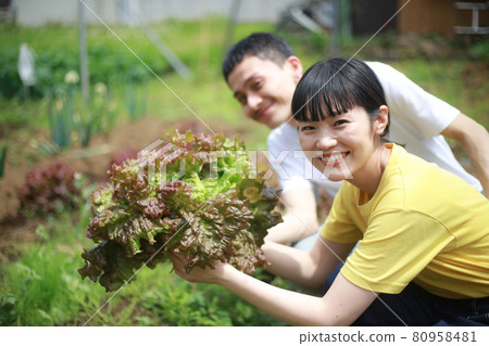 收穫陽光萵苣的夫婦 收穫陽光萵苣的夫婦 80958481