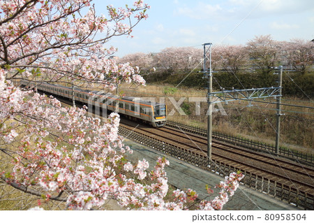 Keisei Electric Railway 3100 series and Sakura in full bloom passing through the Hokuso Line near Shiroi City, Chiba Prefecture Keisei Electric Railway 3100 series and Sakura in full bloom passing through the Hokuso Line near Shiroi City, Chiba Prefecture 80958504