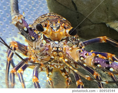 shrimp shrimp 80958544