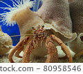 Hermit crab 80958546