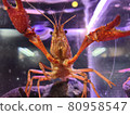 crayfish 80958547