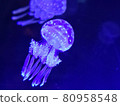 Tako jellyfish 80958548