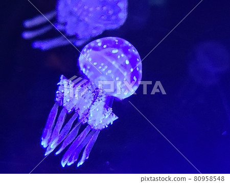 Tako jellyfish 80958548