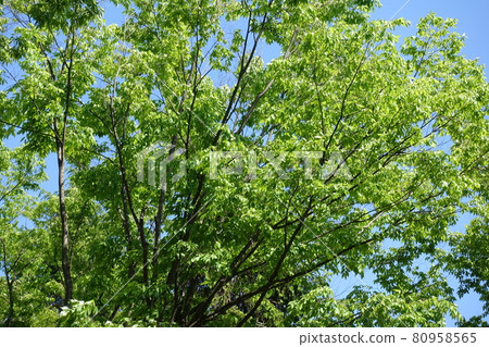 Fresh green, blue maple 80958565