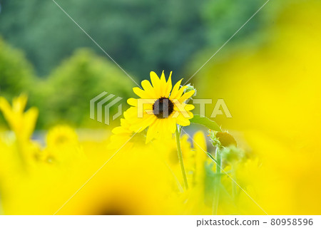 Sunflower field Sunflower field 80958596