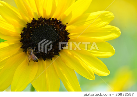 Sunflower and bee in full bloom Sunflower and bee in full bloom 80958597