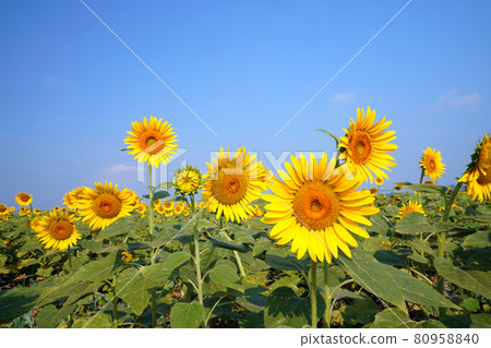 Sunflower 1339 Sunflower 1339 80958840