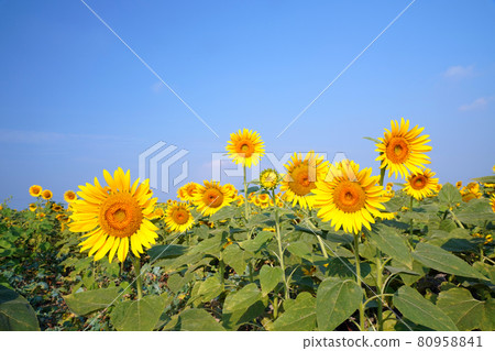 Sunflower 1341 80958841