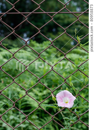 Japanese summer rain-wet bindweed flowers and steel wire net fence Japanese summer rain-wet bindweed flowers and steel wire net fence 80958873