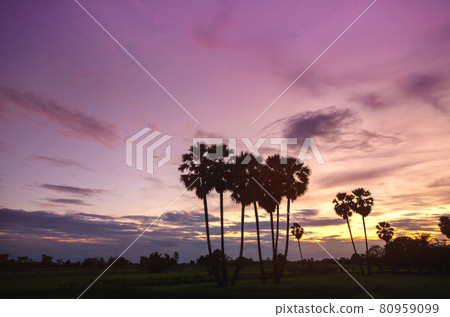 Sugar palms trees silhouette Sugar palms trees silhouette 80959099