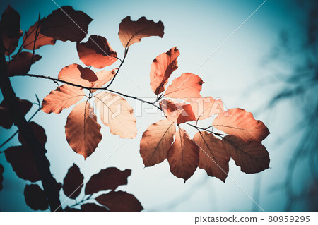 Oak branch with yellow leaves against the sky Oak branch with yellow leaves against the sky 80959295