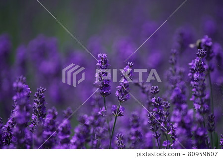 Superb view of lavender Superb view of lavender 80959607