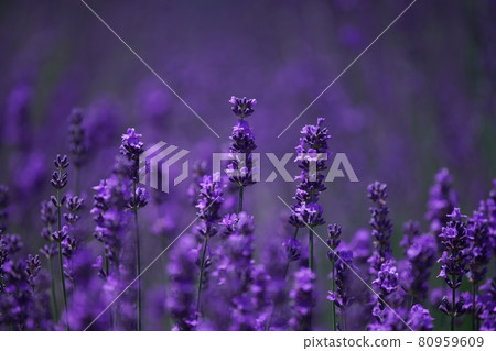 Superb view of lavender Superb view of lavender 80959609