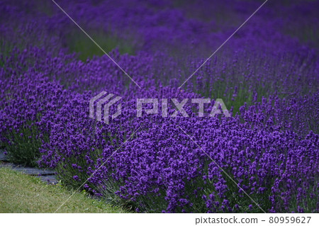 Superb view of lavender Superb view of lavender 80959627