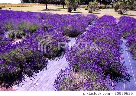 Superb view of lavender Superb view of lavender 80959639