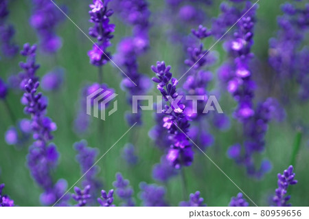 Superb view of lavender Superb view of lavender 80959656