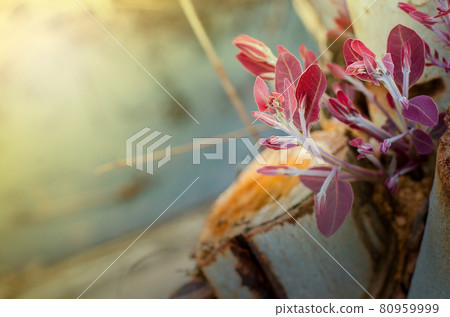 Tree stump 80959999