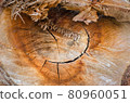 Tree stump 80960051