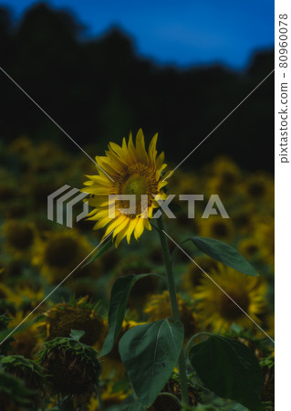 Sunflower field Sunflower field 80960078