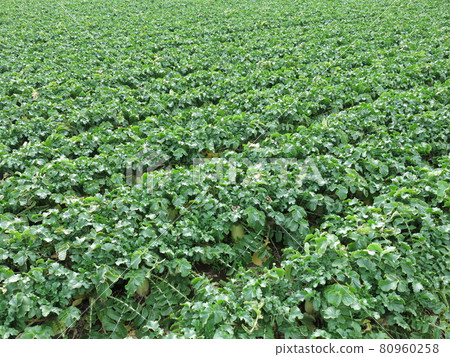 A field of blue-necked radish cultivated on a plateau in Miura City A field of blue-necked radish cultivated on a plateau in Miura City 80960258