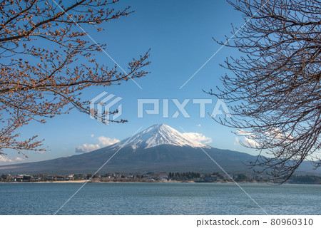 The beautiful scenery of Fuji Mountain and Sakura Branches at Kawaguchiko Lake in Spring, Japan. 80960310