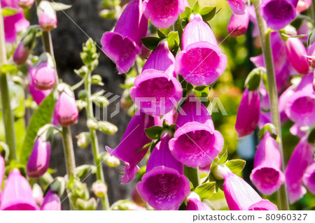 Red-purple digitalis flower 80960327