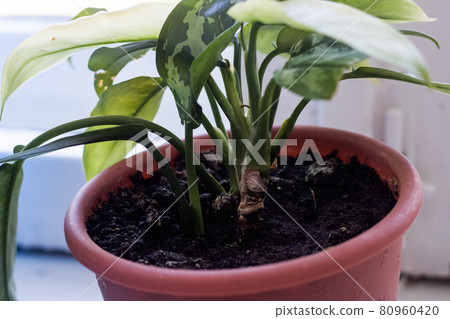 Green leaves of a home plant on a windowsill 80960420