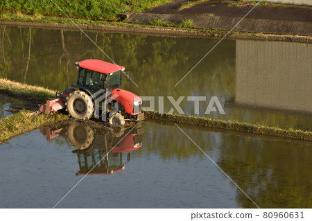 Paddy fields and tractors before rice planting 80960631